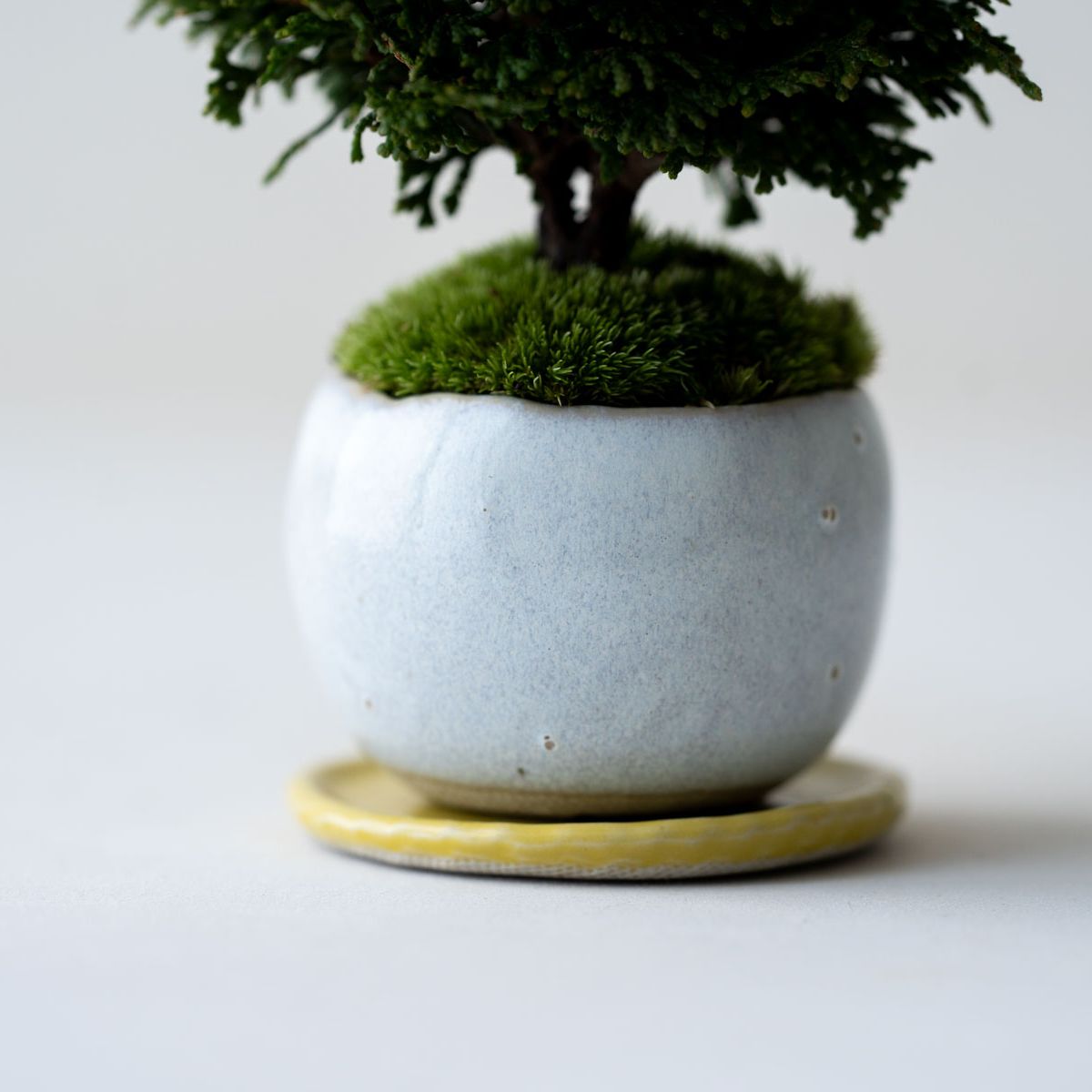 津山ヒノキ｜白萩のうつわ【受け皿セット】